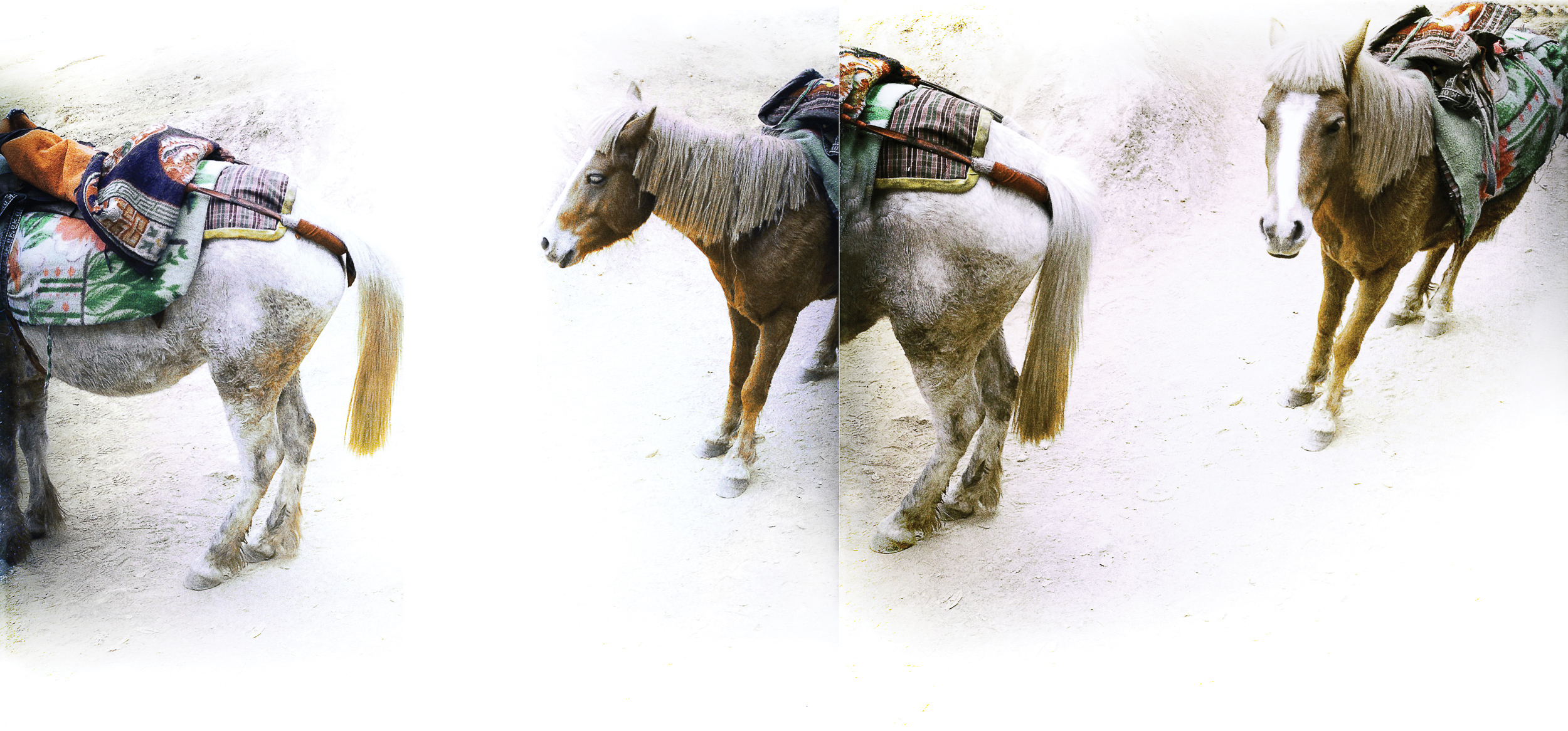 Bhutan.Horses.1