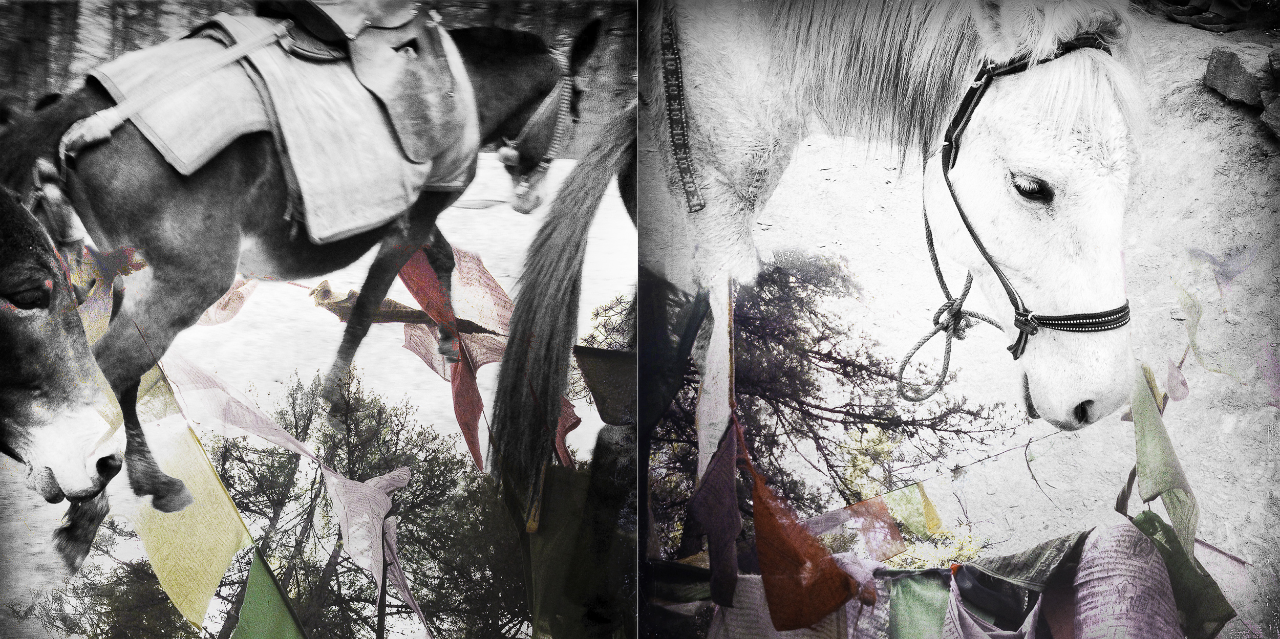 Bhutan.Horses.2